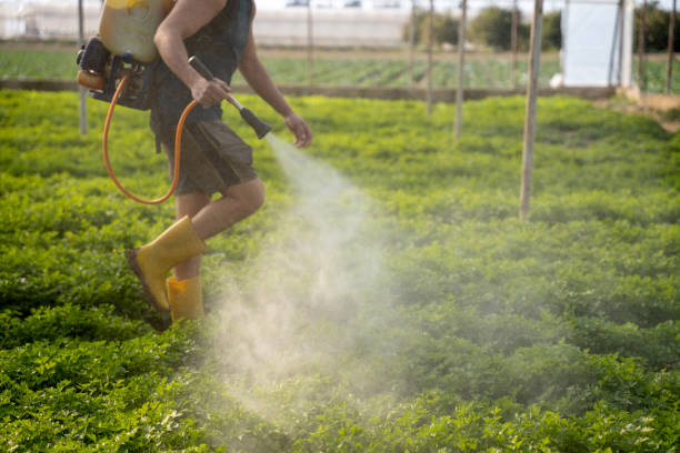 Best Wasp Removal Services  in Mill Bay, AK