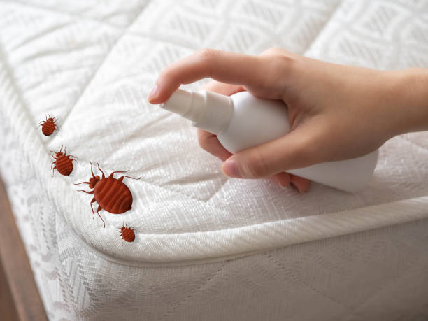 Best Termite Control Services  in Mill Bay, AK