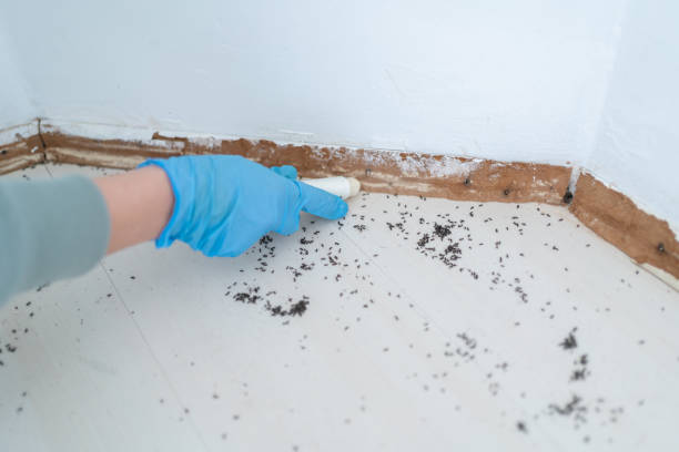 Best Ant Control Services  in Mill Bay, AK
